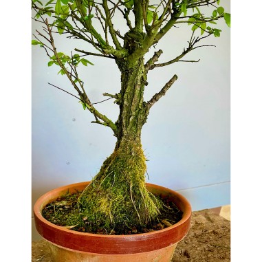 Olmo Nire Keyaki UN10