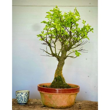 Olmo Nire Keyaki UN11