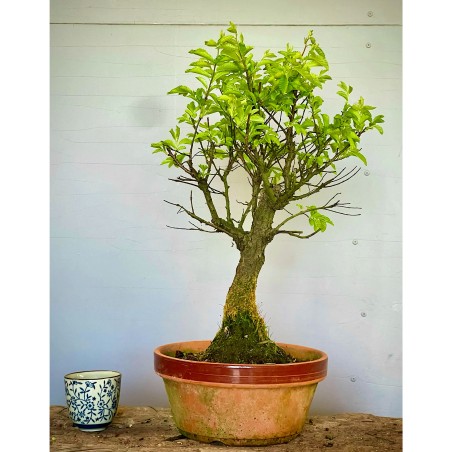 Olmo Nire Keyaki UN11