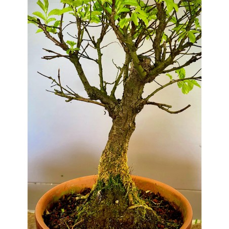 Olmo Nire Keyaki UN11