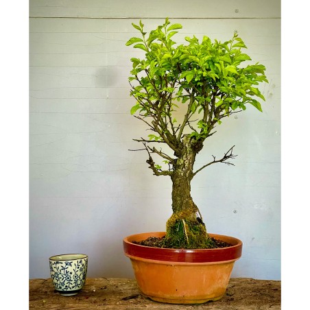 Olmo Nire Keyaki UN12