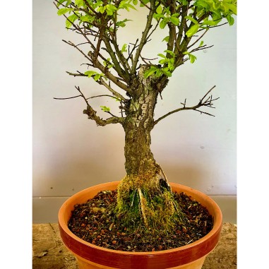 Olmo Nire Keyaki UN12