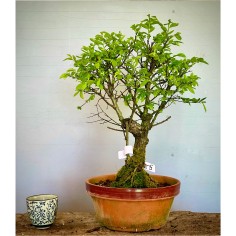 Olmo Nire Keyaki UN13