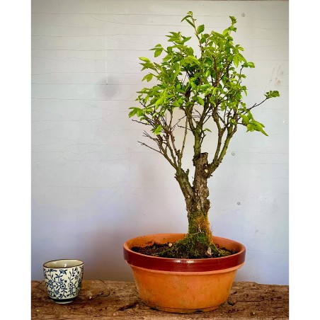 Olmo Nire Keyaki UN14