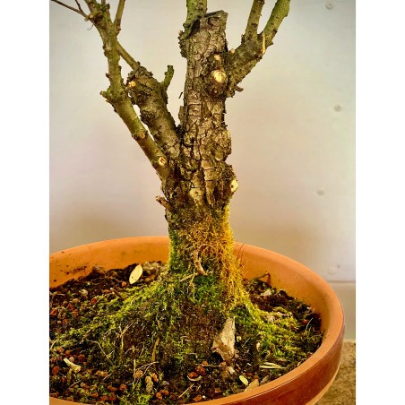 Olmo Nire Keyaki UN14