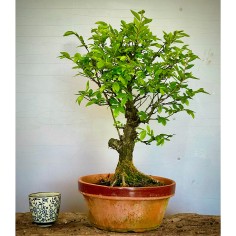 Olmo Nire Keyaki UN15