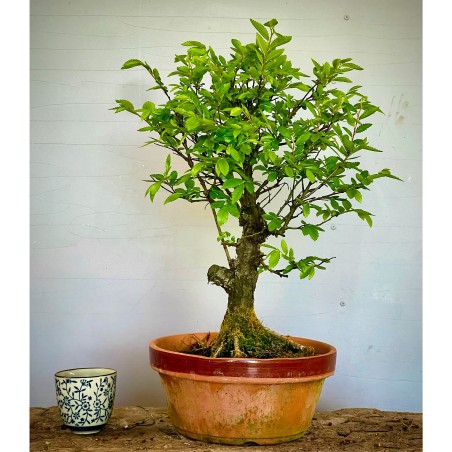 Olmo Nire Keyaki UN15