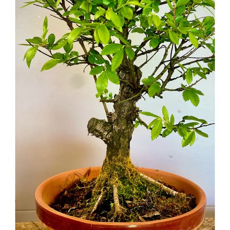 Olmo Nire Keyaki UN15