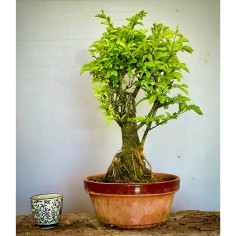 Olmo Nire Keyaki UN16