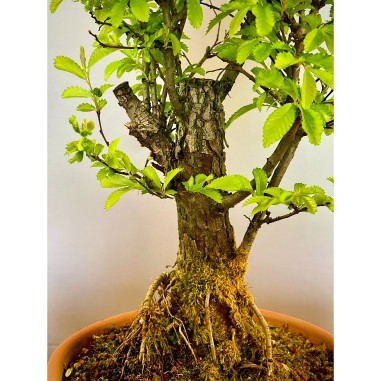 Olmo Nire Keyaki UN16