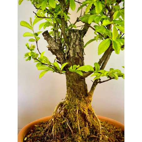 Olmo Nire Keyaki UN16