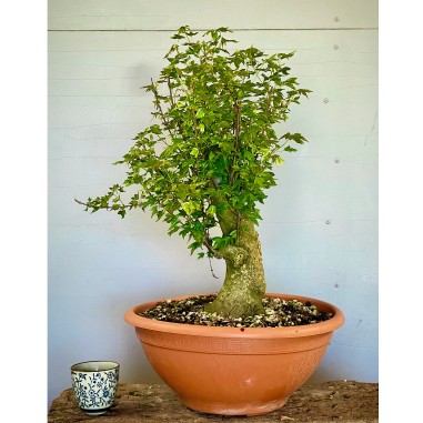 Arce Burgueriano AB6