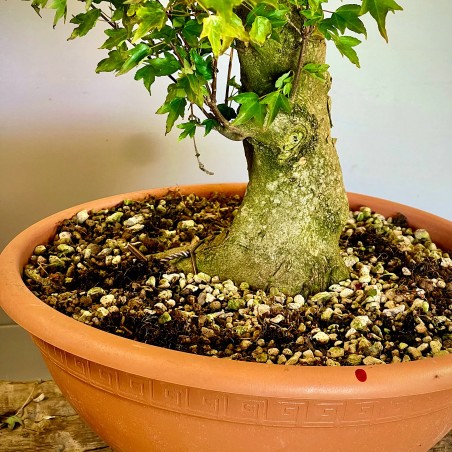 Arce Burgueriano AB6