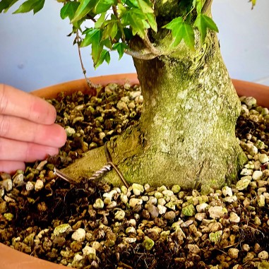 Arce Burgueriano AB6