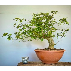 Arce Burgueriano AB7