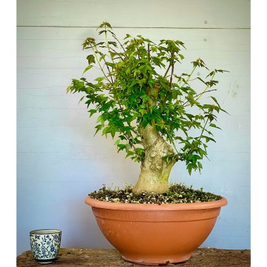 Arce Burgueriano AB8