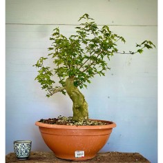 Arce Burgueriano AB9