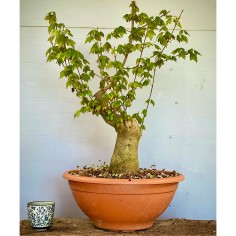 Arce Burgueriano AB10