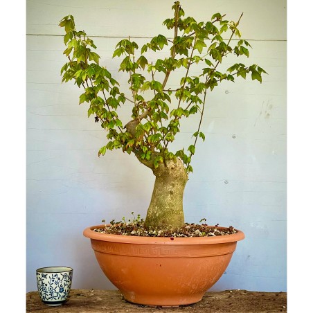 Arce Burgueriano AB10