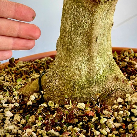 Arce Burgueriano AB10