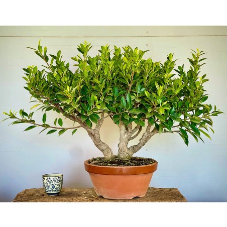 Ficus Tiger Bark FR1