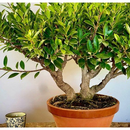 Ficus Tiger Bark FR1