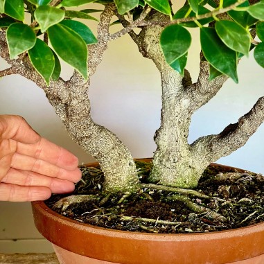 Ficus Tiger Bark FR1