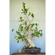 Ficus Retusa FR8