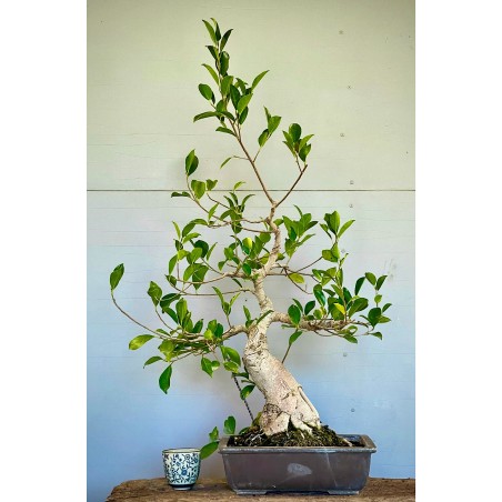 Ficus Retusa FR8