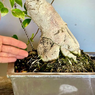 Ficus Retusa FR8