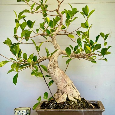 Ficus Retusa FR8