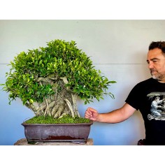 Ficus VIP 1