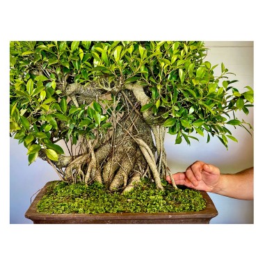 Ficus VIP 1