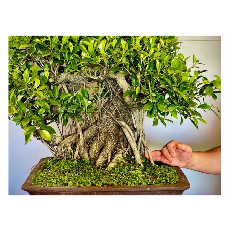 Ficus VIP 1