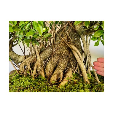 Ficus VIP 1