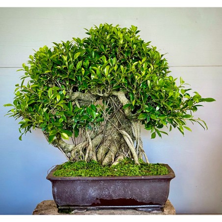 Ficus VIP 1