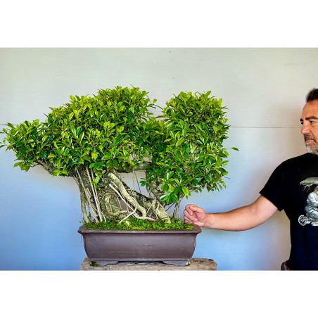 Ficus VIP 3