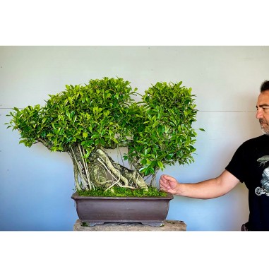 Ficus VIP 3
