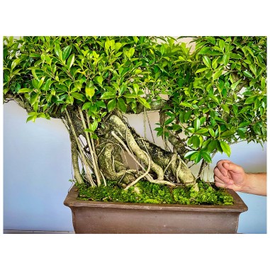 Ficus VIP 3