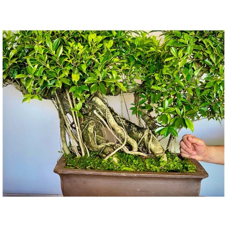 Ficus VIP 3