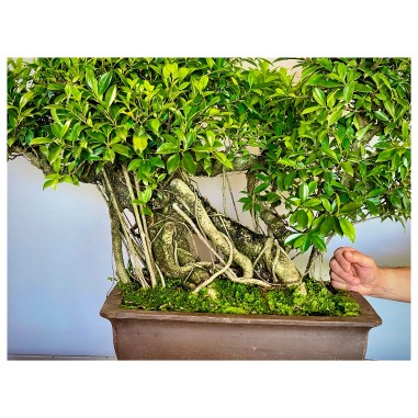 Ficus VIP 3