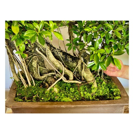 Ficus VIP 3
