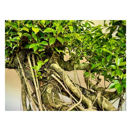 Ficus VIP 3