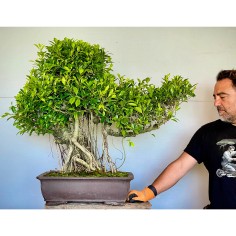 Ficus VIP 4