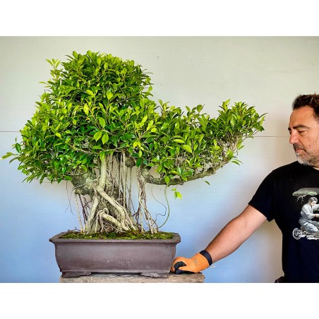 Ficus VIP 4
