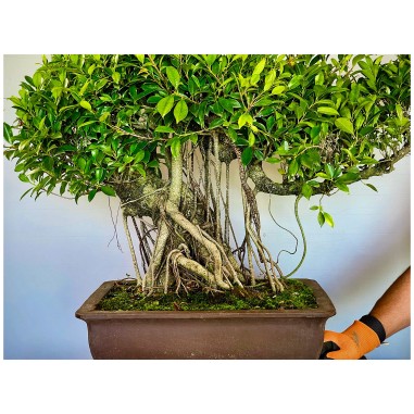 Ficus VIP 4