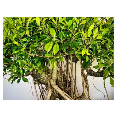 Ficus VIP 4