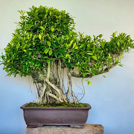 Ficus VIP 4