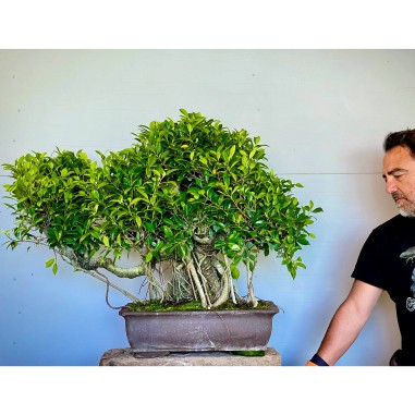 Ficus VIP 5