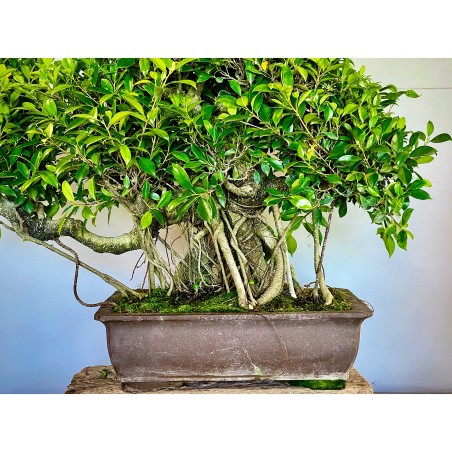 Ficus VIP 5